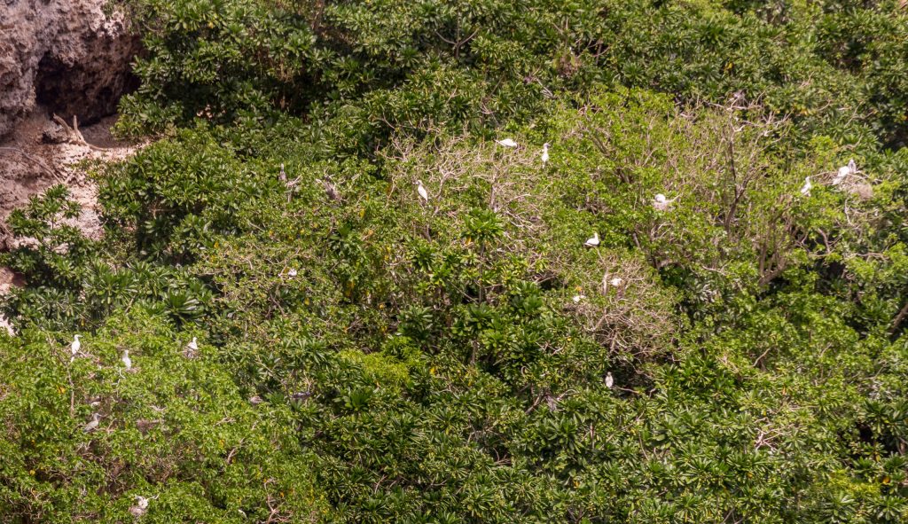 I Chenchon park bird sanctuary - MARIANA ISLANDS - Must see places on a Rota island overnight trip; the unspoiled marianas