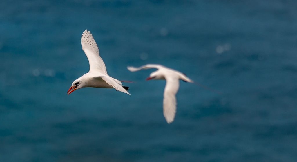 I Chenchon park bird sanctuary - MARIANA ISLANDS - Must see places on a Rota island overnight trip; the unspoiled marianas