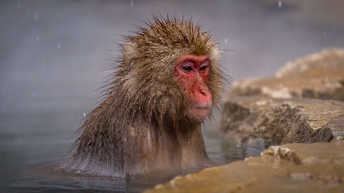 Japanese Macaque enjoying hotspring - JAPAN - Snow Monkeys in Jigokudani day trip from Tokyo
