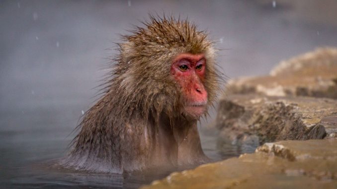 Japanese Macaque enjoying hotspring - JAPAN - Snow Monkeys in Jigokudani day trip from Tokyo Japanese Macaque enjoying hotspring - JAPAN - Snow Monkeys in Jigokudani day trip from Tokyo