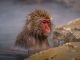 Japanese Macaque enjoying hotspring - JAPAN - Snow Monkeys in Jigokudani day trip from Tokyo