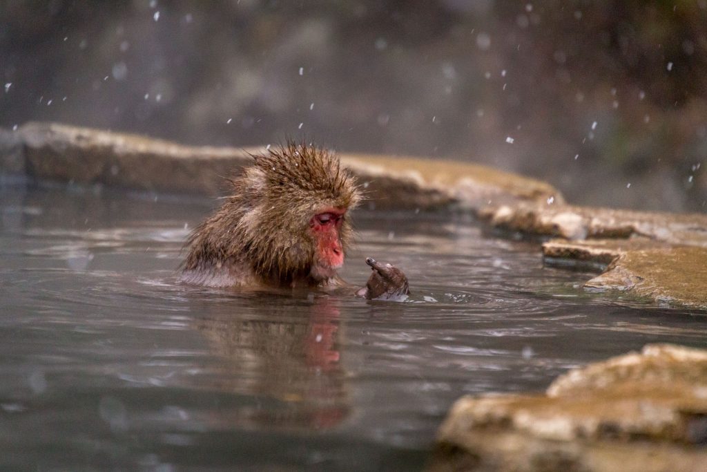 Japanese Macaque middle finger - JAPAN - Snow Monkeys in Jigokudani day trip from Tokyo