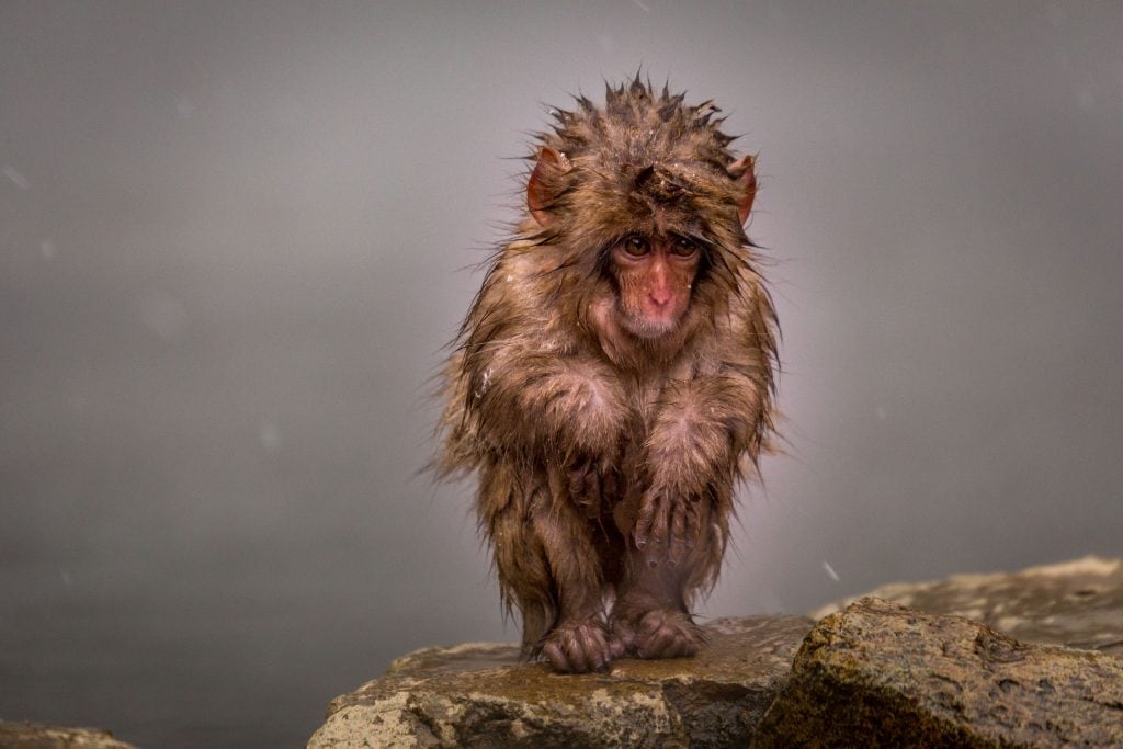 Japanese Macaque young cold - JAPAN - Snow Monkeys in Jigokudani day trip from Tokyo