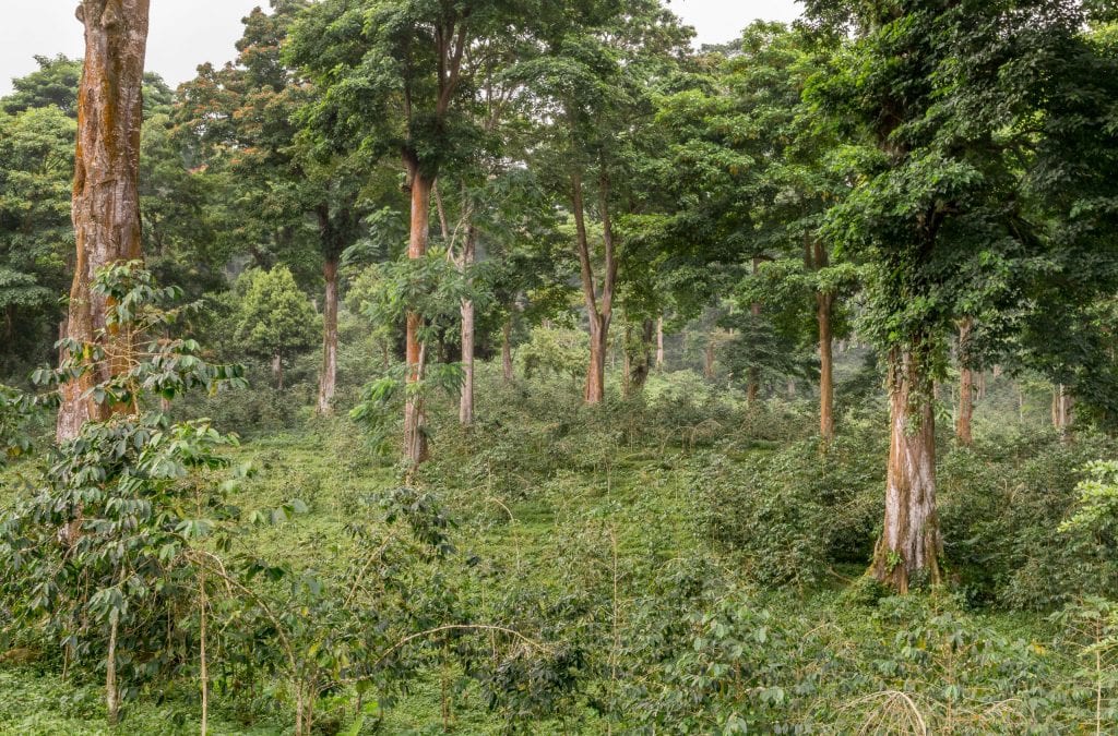 Jardim Botanico do Dom Sucesso Forest Coffee - SÃO TOMÉ & PRÍNCIPE - Central São Tomé day trip; culture & nature on paradise island