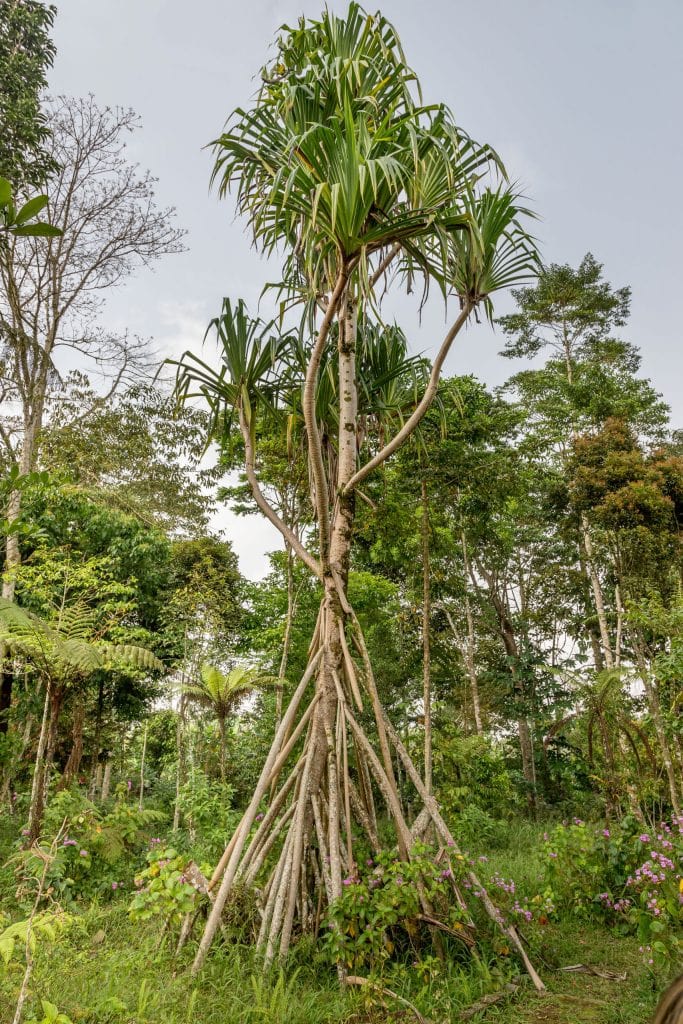 Jardim Botanico do Dom Sucesso - SÃO TOMÉ & PRÍNCIPE - Central São Tomé day trip; culture & nature on paradise island