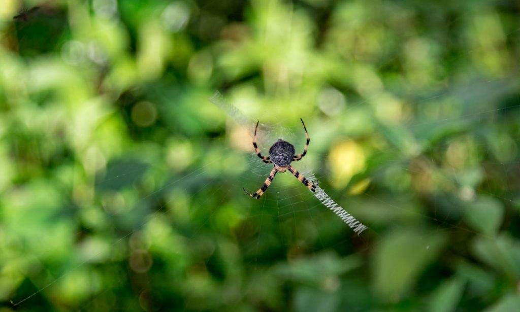 Jardim Botanico do Dom Sucesso spider - SÃO TOMÉ & PRÍNCIPE - Central São Tomé day trip; culture & nature on paradise island