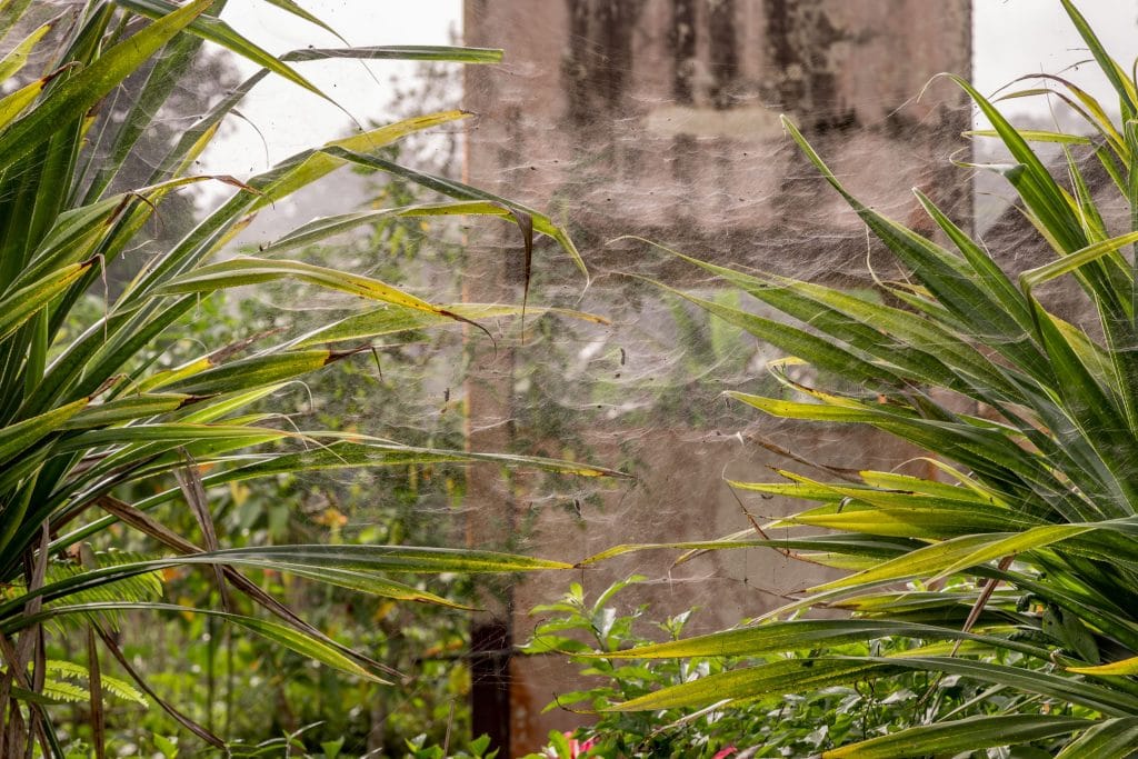 Jardim Botanico do Dom Sucesso spider web - SÃO TOMÉ & PRÍNCIPE - Central São Tomé day trip; culture & nature on paradise island
