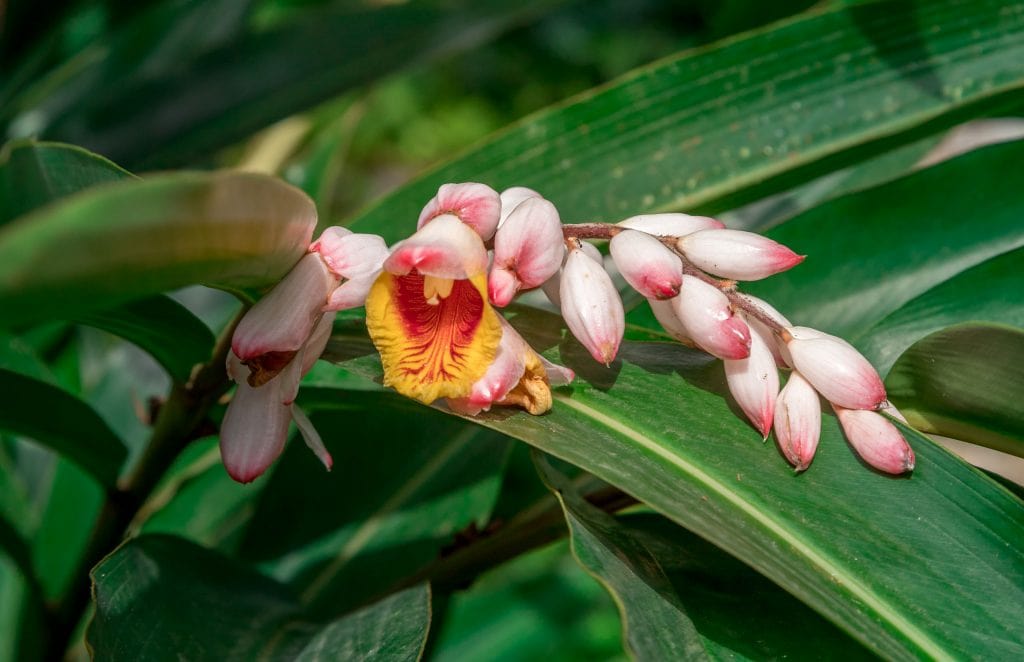 Jardim Botanico do Dom Sucesso Flowers - SÃO TOMÉ & PRÍNCIPE - Central São Tomé day trip; culture & nature on paradise island