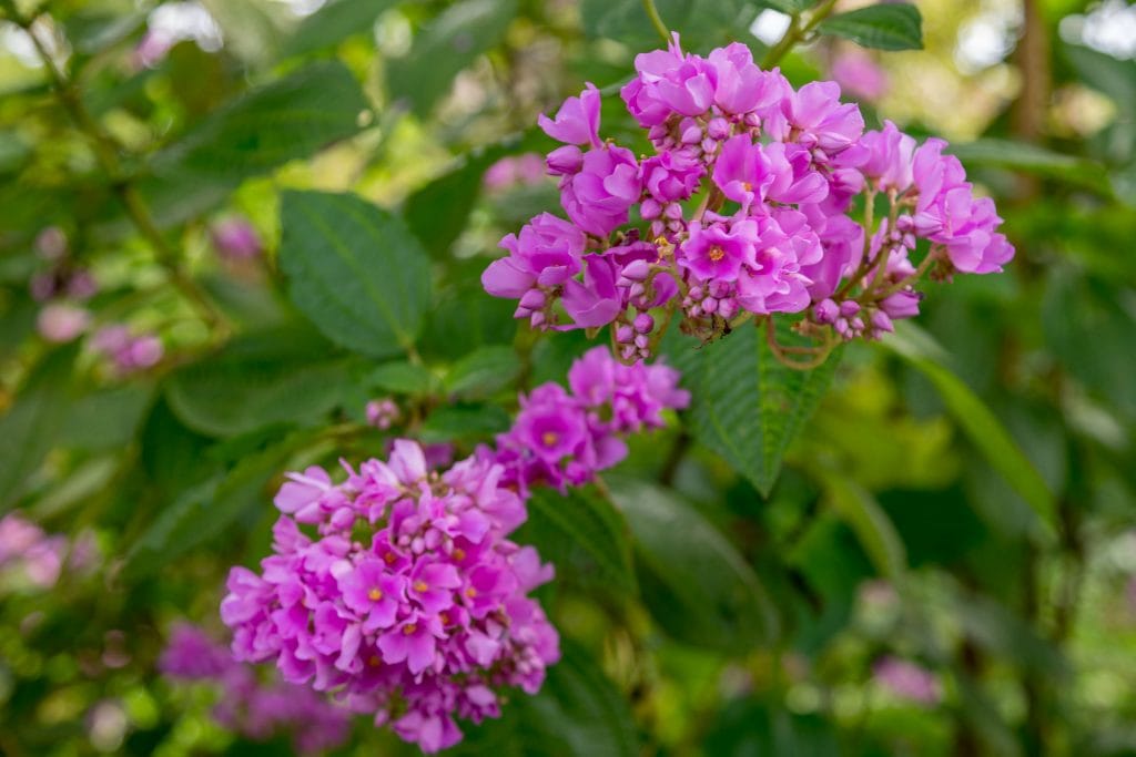 Jardim Botanico do Dom Sucesso Flowers - SÃO TOMÉ & PRÍNCIPE - Central São Tomé day trip; culture & nature on paradise island