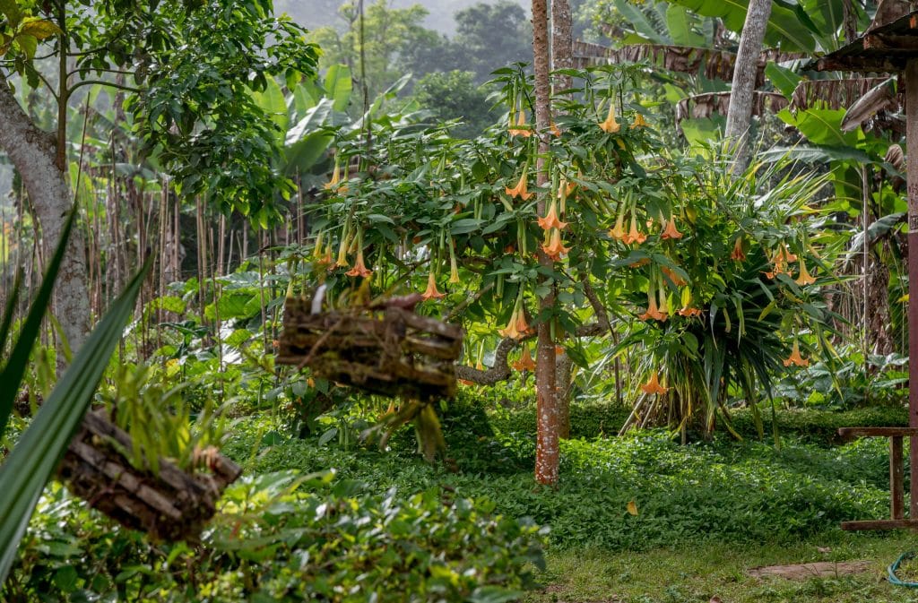 Jardim Botanico do Dom Sucesso Flowers - SÃO TOMÉ & PRÍNCIPE - Central São Tomé day trip; culture & nature on paradise island