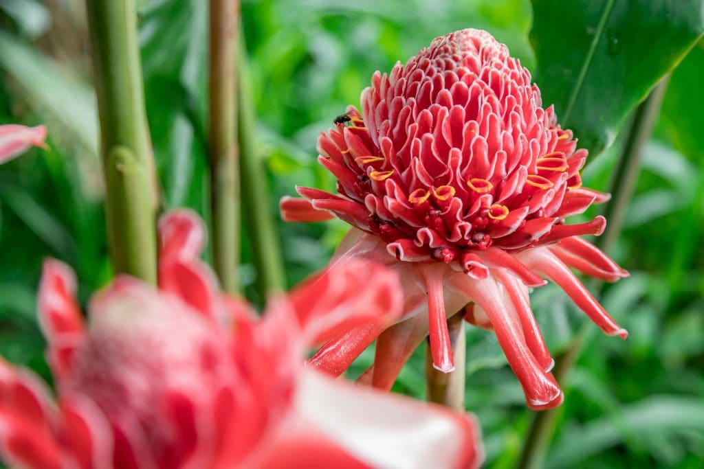 Jardim Botanico do Dom Sucesso Flowers - SÃO TOMÉ & PRÍNCIPE - Central São Tomé day trip; culture & nature on paradise island