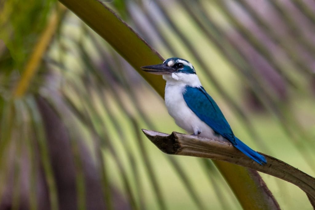 Kingfisher - MARIANA ISLANDS - Must see places on a Rota island overnight trip; the unspoiled marianas