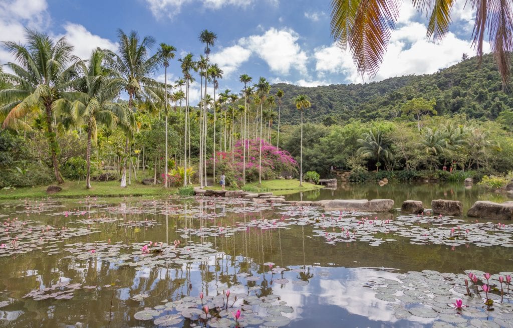 Pond with Palm Trees - CHINA - Yanoda and Binglanggu Li & Miao: 2 must see parks near Sanya