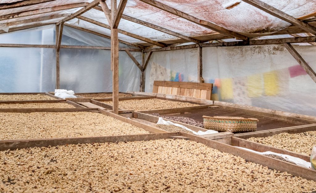 Monte Cafe cocoa beans drying - SÃO TOMÉ & PRÍNCIPE - Central São Tomé day trip; culture & nature on paradise island