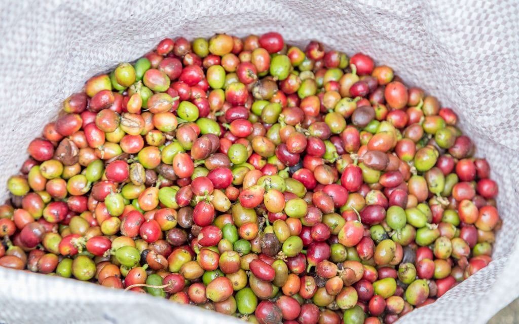 Monte Cafe cocoa beans - SÃO TOMÉ & PRÍNCIPE - Central São Tomé day trip; culture & nature on paradise island