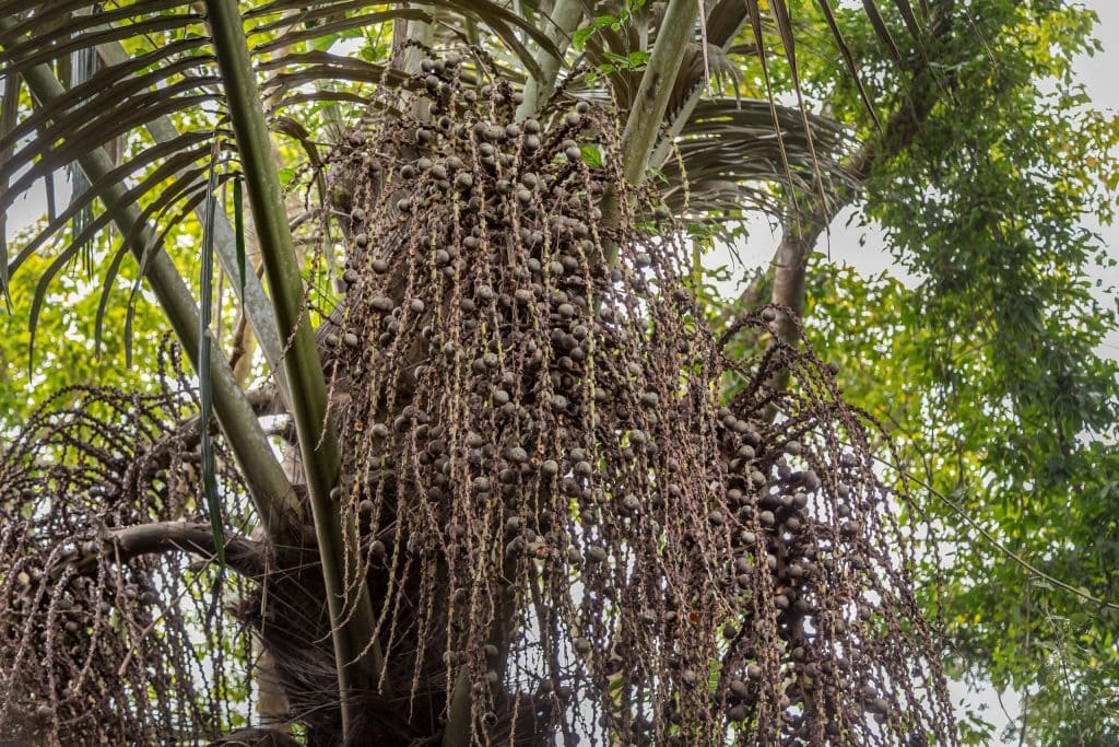 Palm Tree - CHINA - Yanoda and Binglanggu Li & Miao: 2 must see parks near Sanya