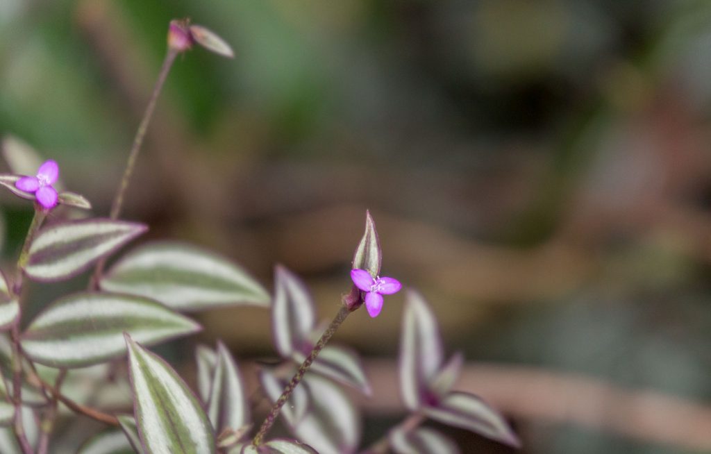 Purple Flower - CHINA - Yanoda and Binglanggu Li & Miao: 2 must see parks near Sanya