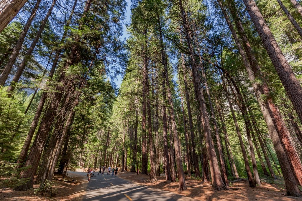 Mirror lake pine forest - USA - The best Yosemite itinerary for first time visitors (1 or 2 days)
