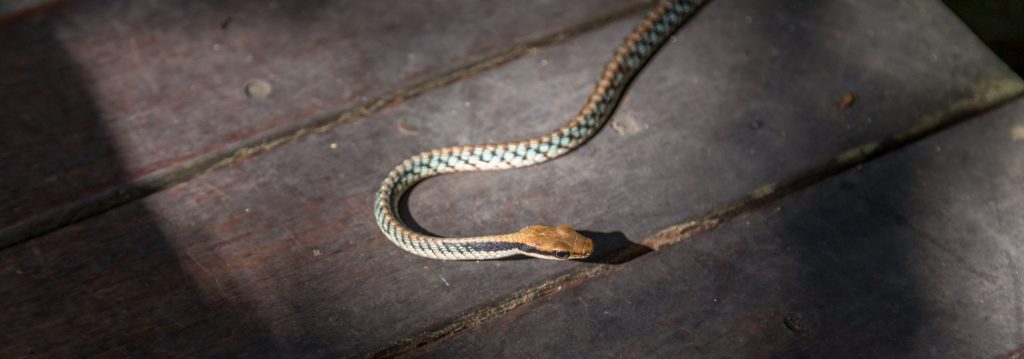 Snake - CHINA - Yanoda and Binglanggu Li & Miao: 2 must see parks near Sanya