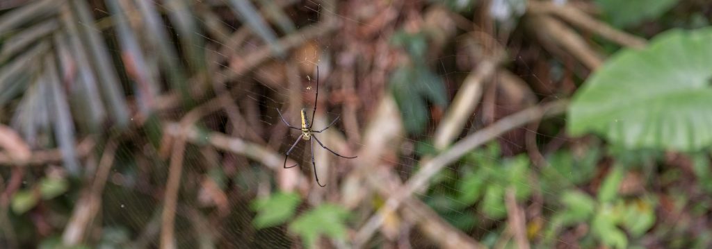 Spider - CHINA - Yanoda and Binglanggu Li & Miao: 2 must see parks near Sanya