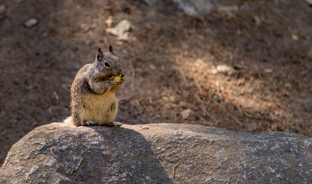 Squirrel - USA - The best Yosemite itinerary for first time visitors (1 or 2 days)