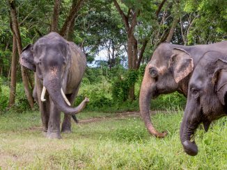 Three elephants - THAILAND – Chiang Rai Elephant Valley camp; a TRUE animal friendly sanctuary