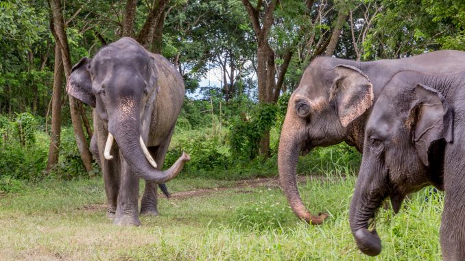 Three elephants - THAILAND – Chiang Rai Elephant Valley camp; a TRUE animal friendly sanctuary Three elephants - THAILAND – Chiang Rai Elephant Valley camp; a TRUE animal friendly sanctuary