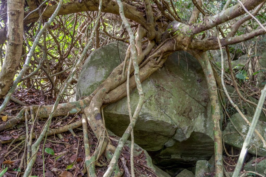 Tree Growing on Rock - CHINA - Yanoda and Binglanggu Li & Miao: 2 must see parks near Sanya