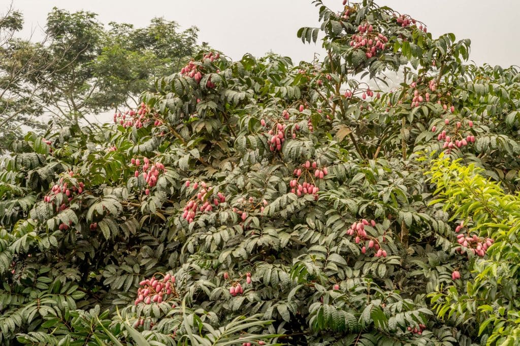 Tree tops - SÃO TOMÉ & PRÍNCIPE - Central São Tomé day trip; culture & nature on paradise island