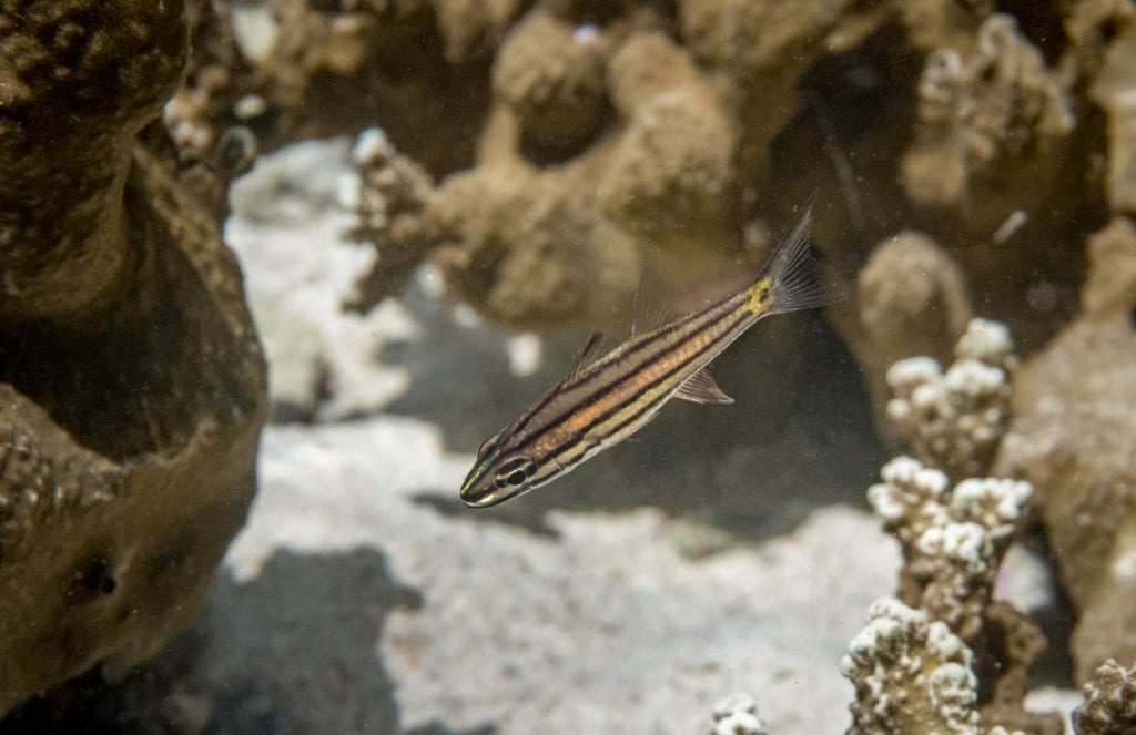 Fish Coral Snorkeling - PALAU - Exploring Palau's Rock Islands by kayak & snorkeling in a hidden lake