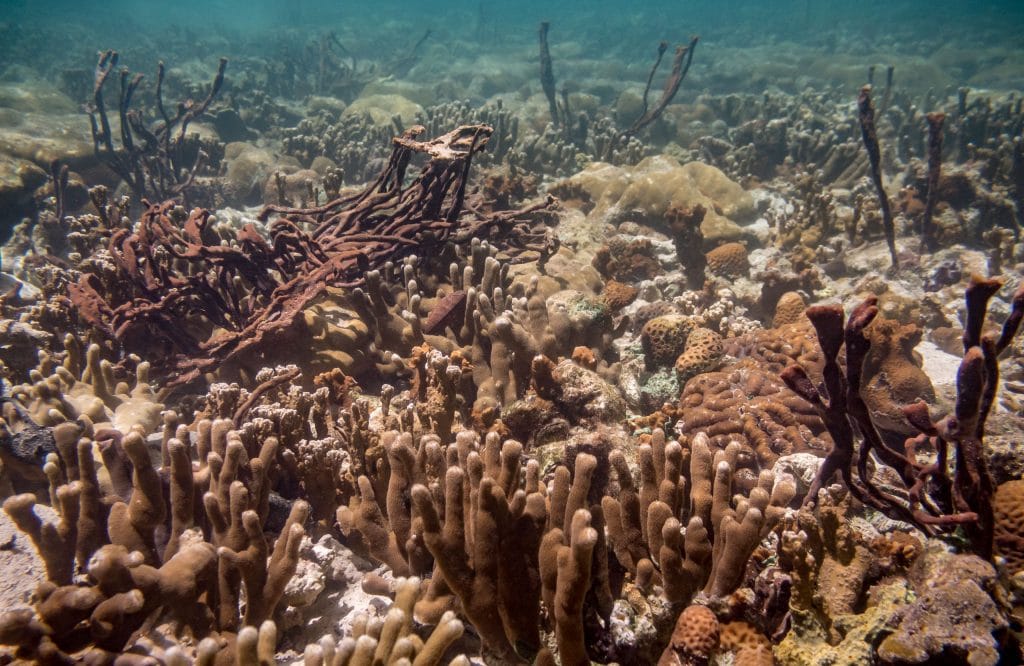 Fish Coral Snorkeling - PALAU - Exploring Palau's Rock Islands by kayak & snorkeling in a hidden lake