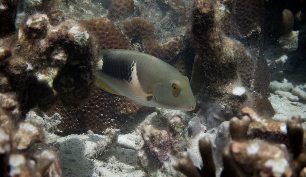Fish Coral Snorkeling - PALAU - Exploring Palau's Rock Islands by kayak & snorkeling in a hidden lake