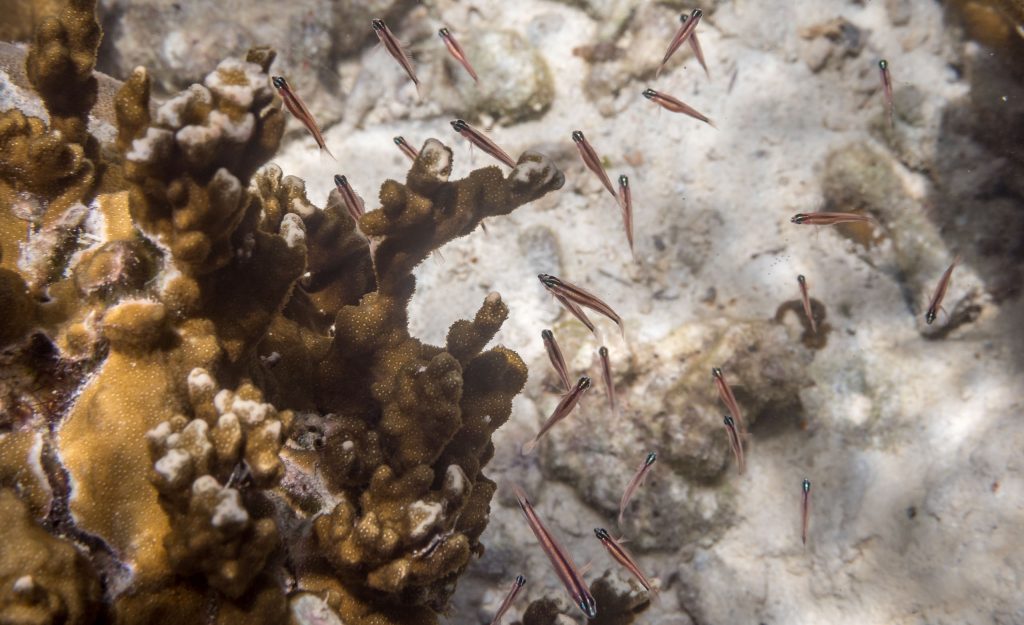 Fish Coral Snorkeling - PALAU - Exploring Palau's Rock Islands by kayak & snorkeling in a hidden lake