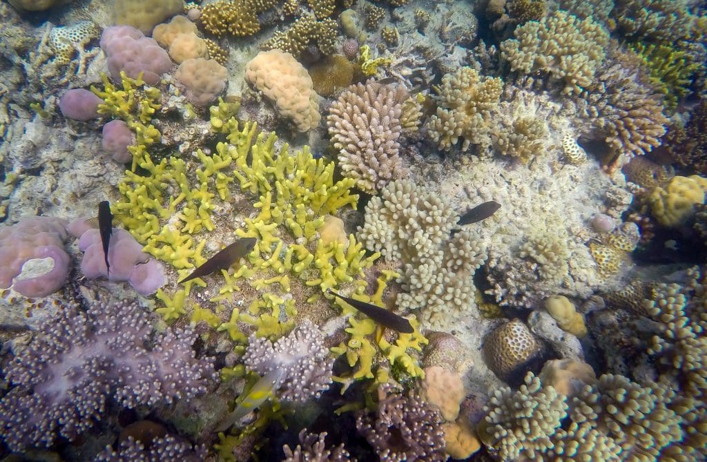 MICRONESIA FSM – Diving & snorkeling on Yap and swimming with sharks