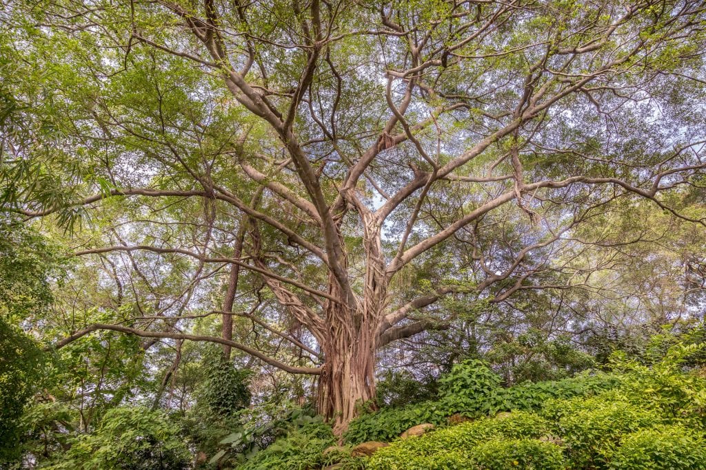 Yuexiu Park Huge Tree - CHINA - Layover in Guangzhou: what to do in 4 -12 hours