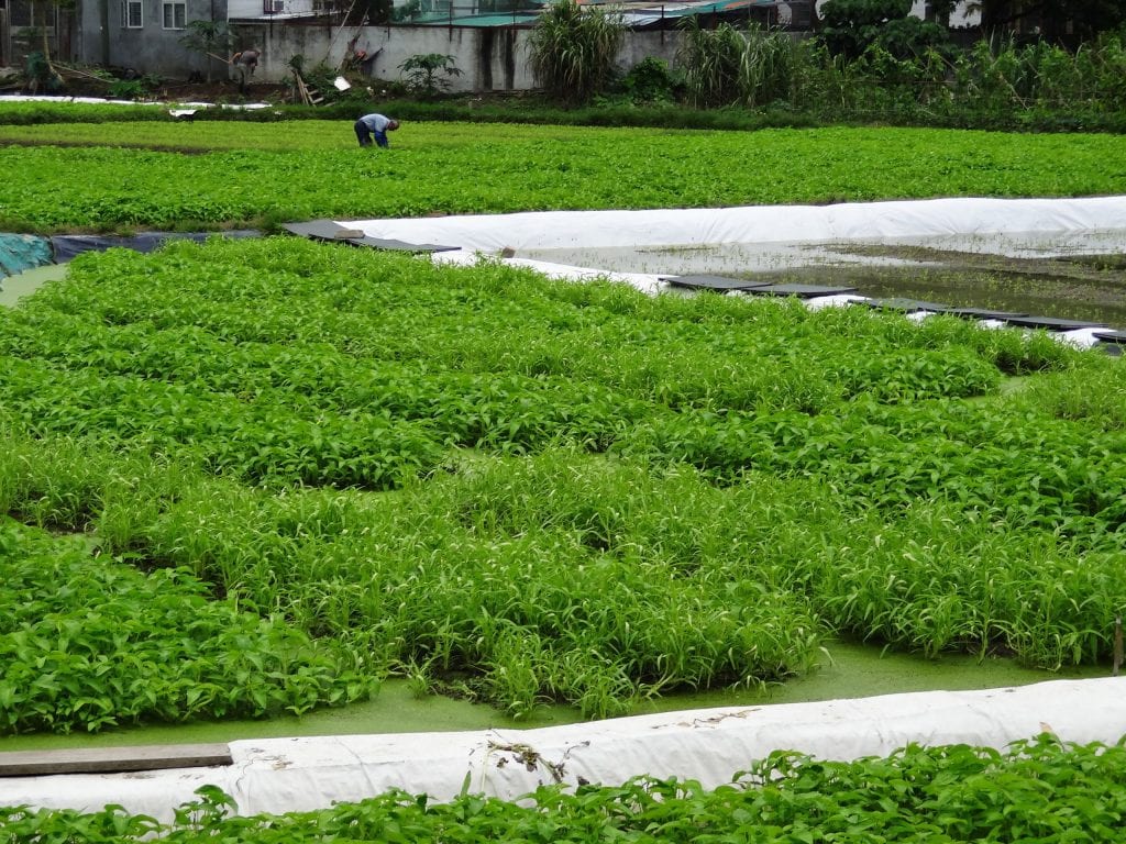 HONG KONG - Two Hong Kong heritage trails in the North Territories