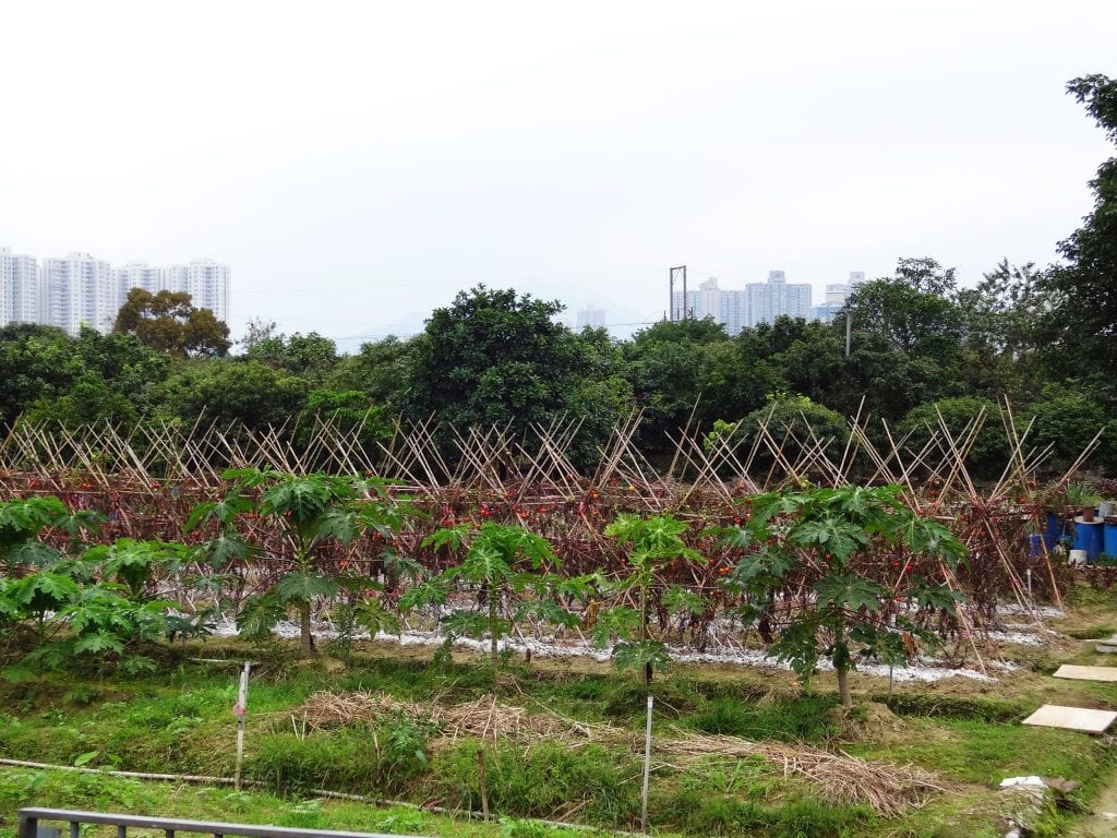 HONG KONG - Two Hong Kong heritage trails in the North Territories