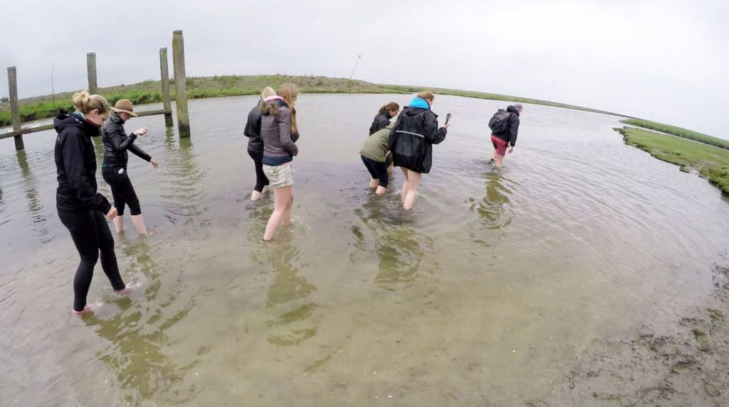 NETHERLANDS - Seals in need and lots of dirty fun at the Waddenzee near Lauwersmeer