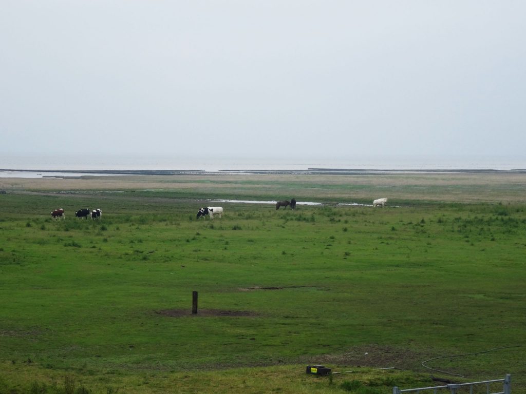 NETHERLANDS - Seals in need and lots of dirty fun at the Waddenzee near Lauwersmeer