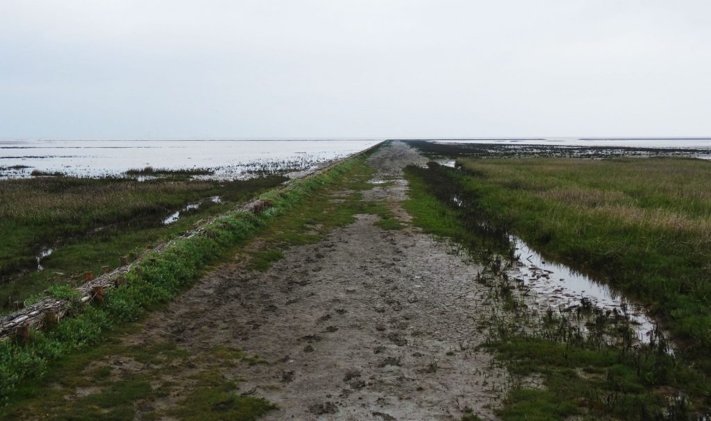 NETHERLANDS - Seals in need and lots of dirty fun at the Waddenzee near Lauwersmeer
