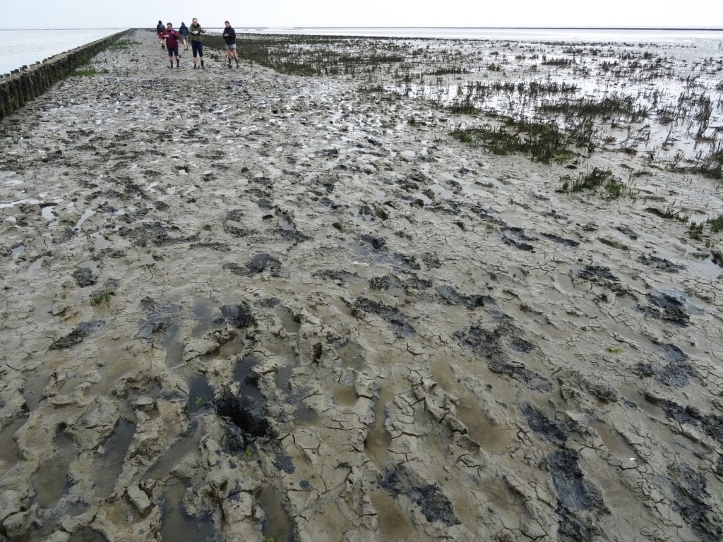 NETHERLANDS - Seals in need and lots of dirty fun at the Waddenzee near Lauwersmeer