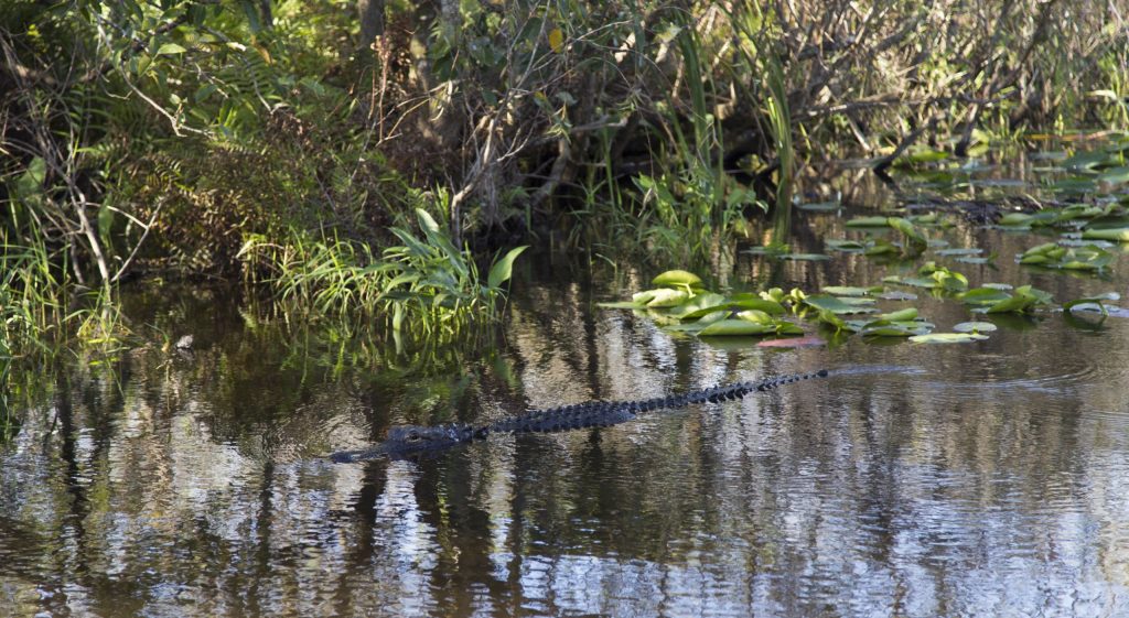 USA - Exploring the Everglades Shark Valley wildlife by bike & air boat