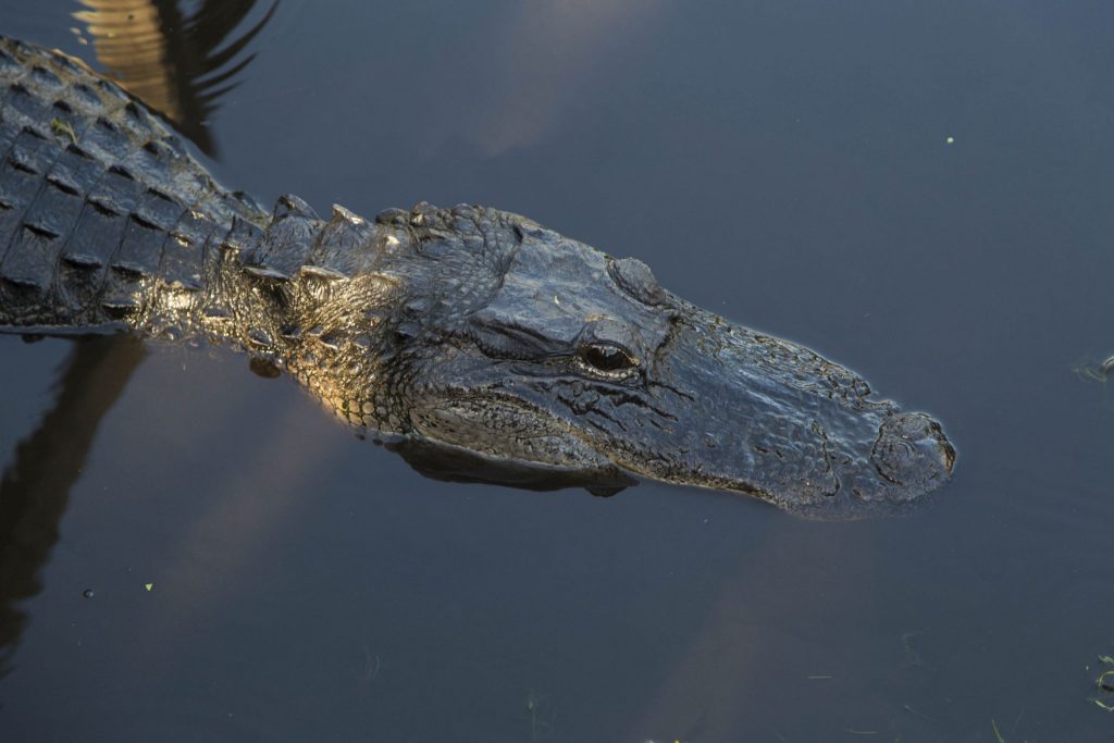 USA - Exploring the Everglades Shark Valley wildlife by bike & air boat