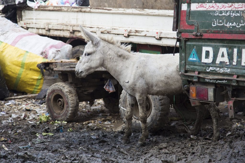 EGYPT - The other side: Cairo Garbage City, Cave Church, Dahab's Nile Island
