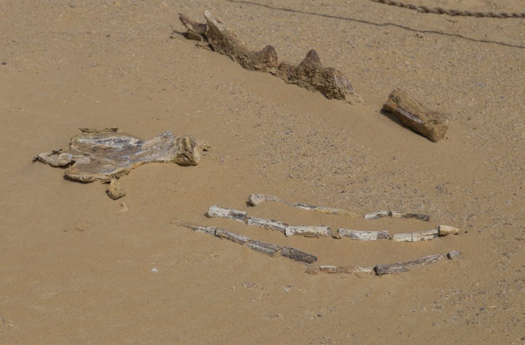 EGYPT – A walk through million years of history at Wadi Al-Hitan Whale Valley