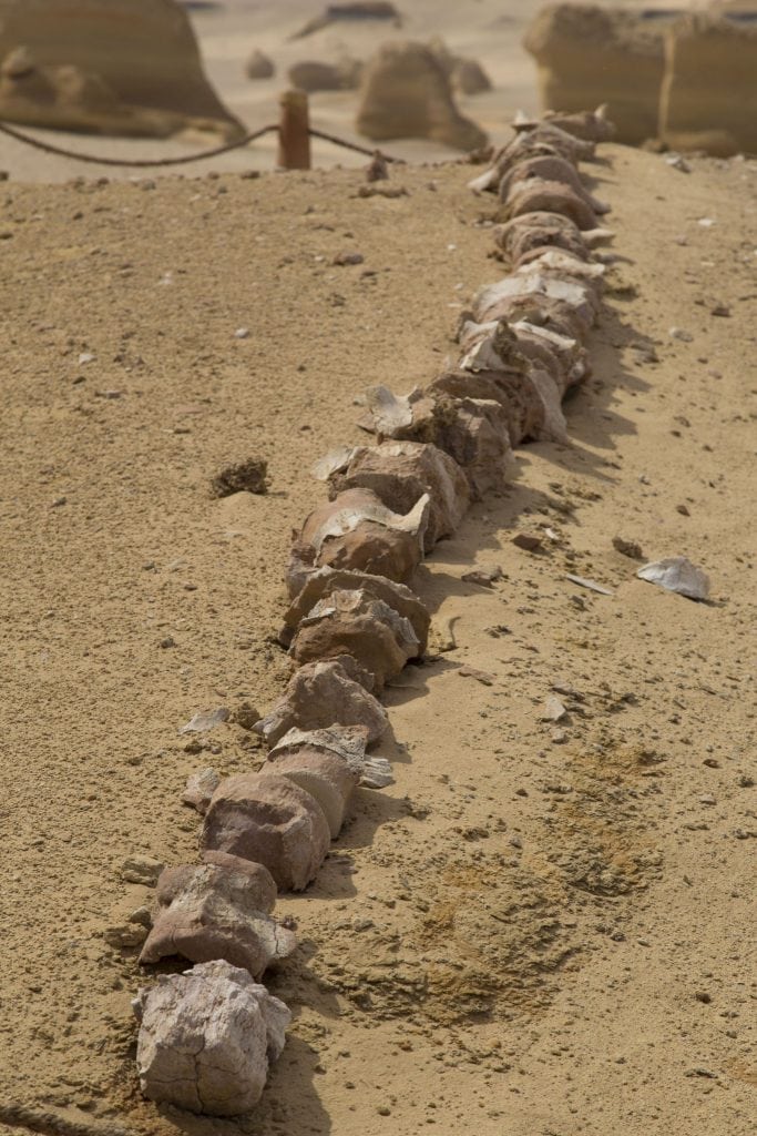 EGYPT – A walk through million years of history at Wadi Al-Hitan Whale Valley