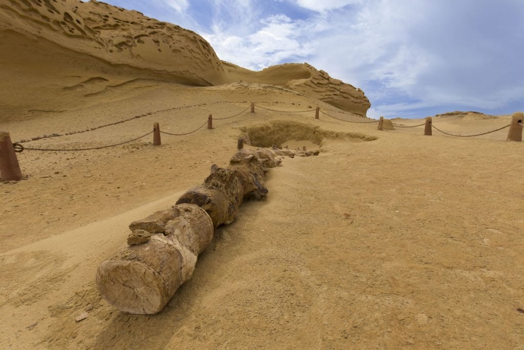 EGYPT – A walk through million years of history at Wadi Al-Hitan Whale Valley