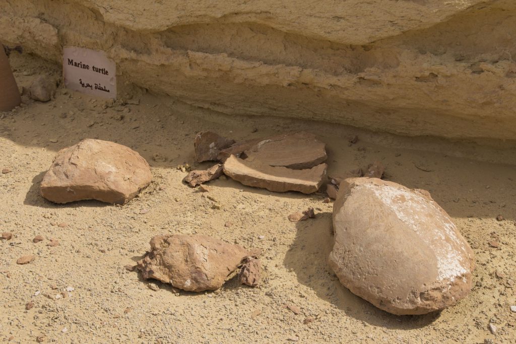 EGYPT – A walk through million years of history at Wadi Al-Hitan Whale Valley