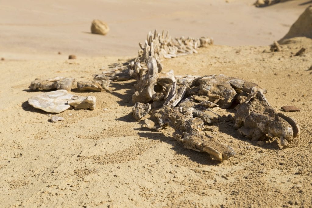 EGYPT – A walk through million years of history at Wadi Al-Hitan Whale Valley