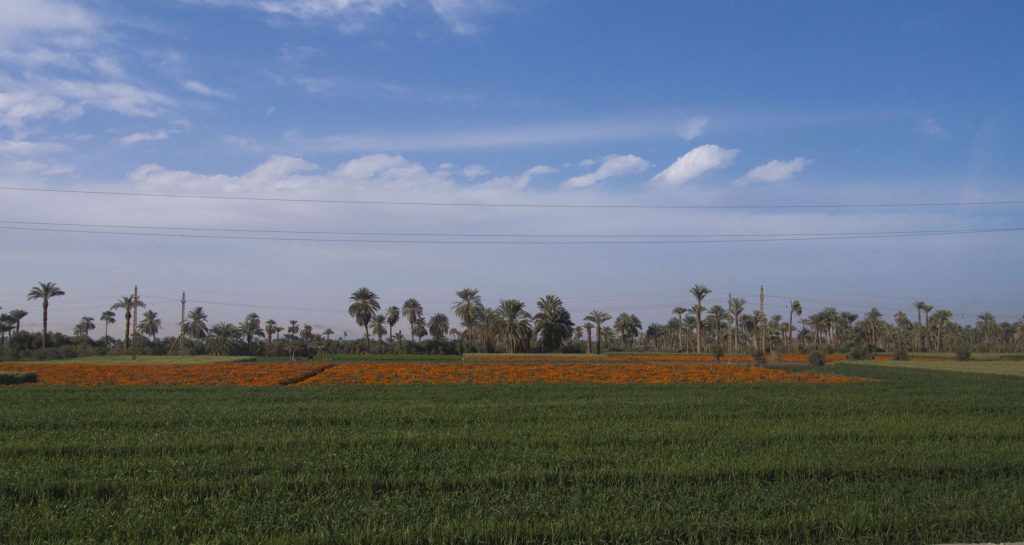 EGYPT – A walk through million years of history at Wadi Al-Hitan Whale Valley